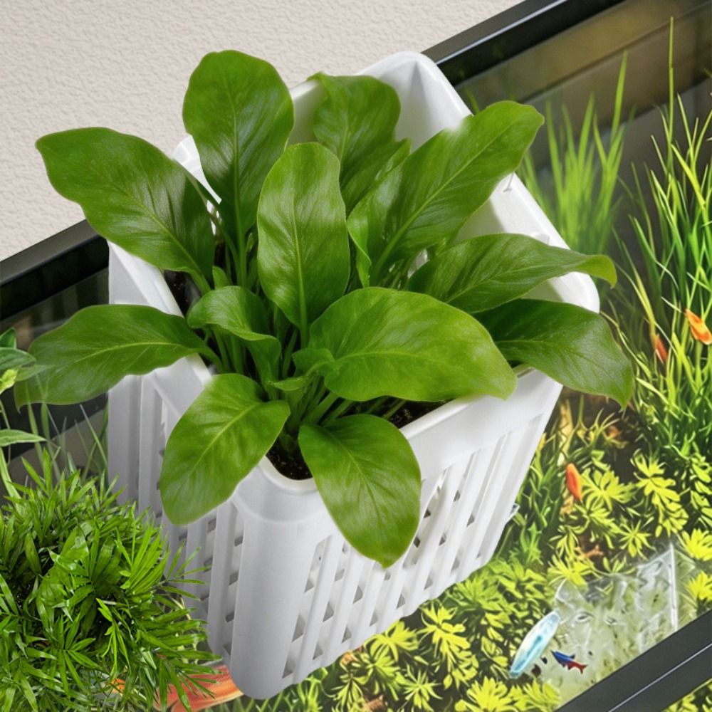 プラスチック製の水槽用植物バスケット。多機能で、水抜き穴付き - Aquarium Plant Easy To Grow のレビューと価格