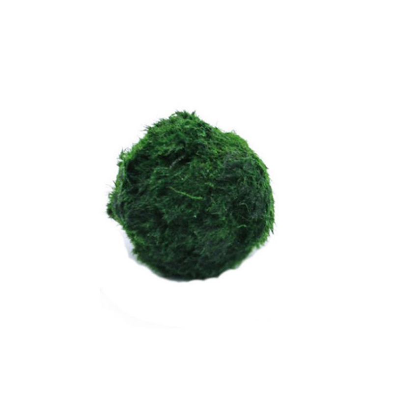 マリモモスボール 生きた水槽植物 藻類 魚 エビ 水槽飾り  - Planted Aquarium Algae のレビューと価格