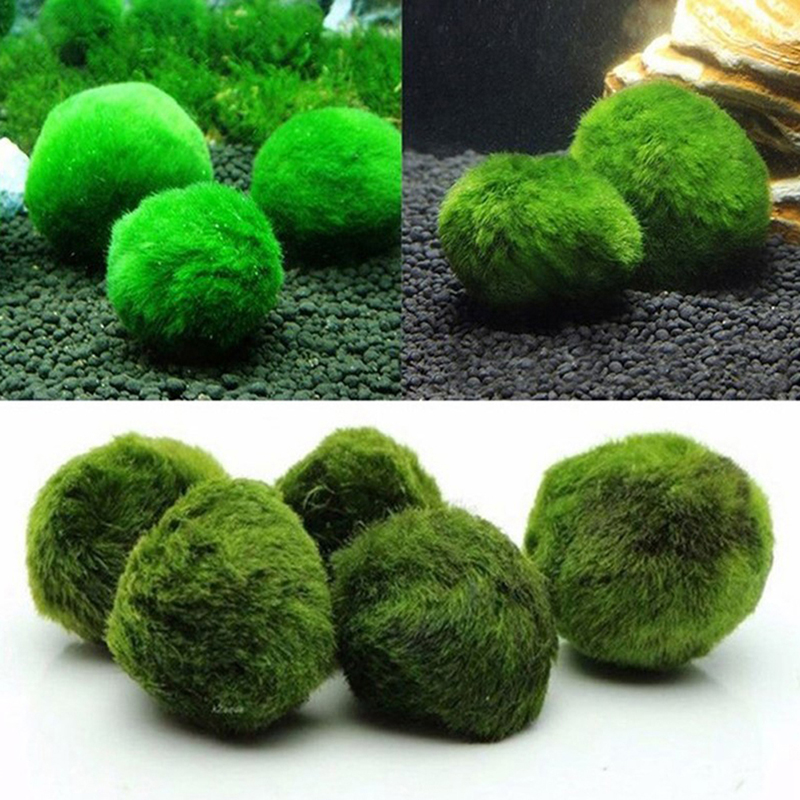 マリモモスボール 生きた水槽植物 藻類 魚 エビ 水槽飾り  - Planted Aquarium Algae のレビューと価格