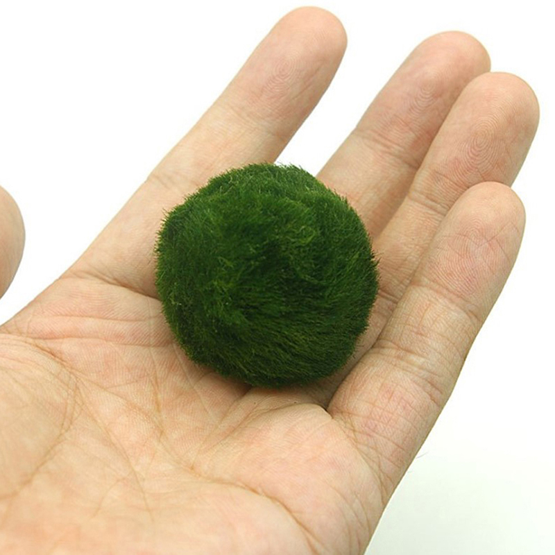 マリモモスボール 生きた水槽植物 藻類 魚 エビ 水槽飾り  - Planted Aquarium Algae のレビューと価格
