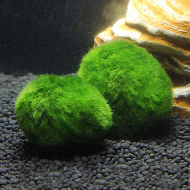 マリモモスボール 生きた水槽植物 藻類 魚 エビ 水槽飾り  - Planted Aquarium Algae のレビューと価格