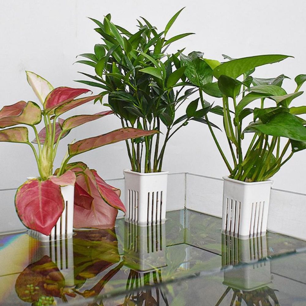 プラスチック製水槽用植物バスケット、スリット付き排水口、吊り - Aquarium Plant Easy To Grow のレビューと価格